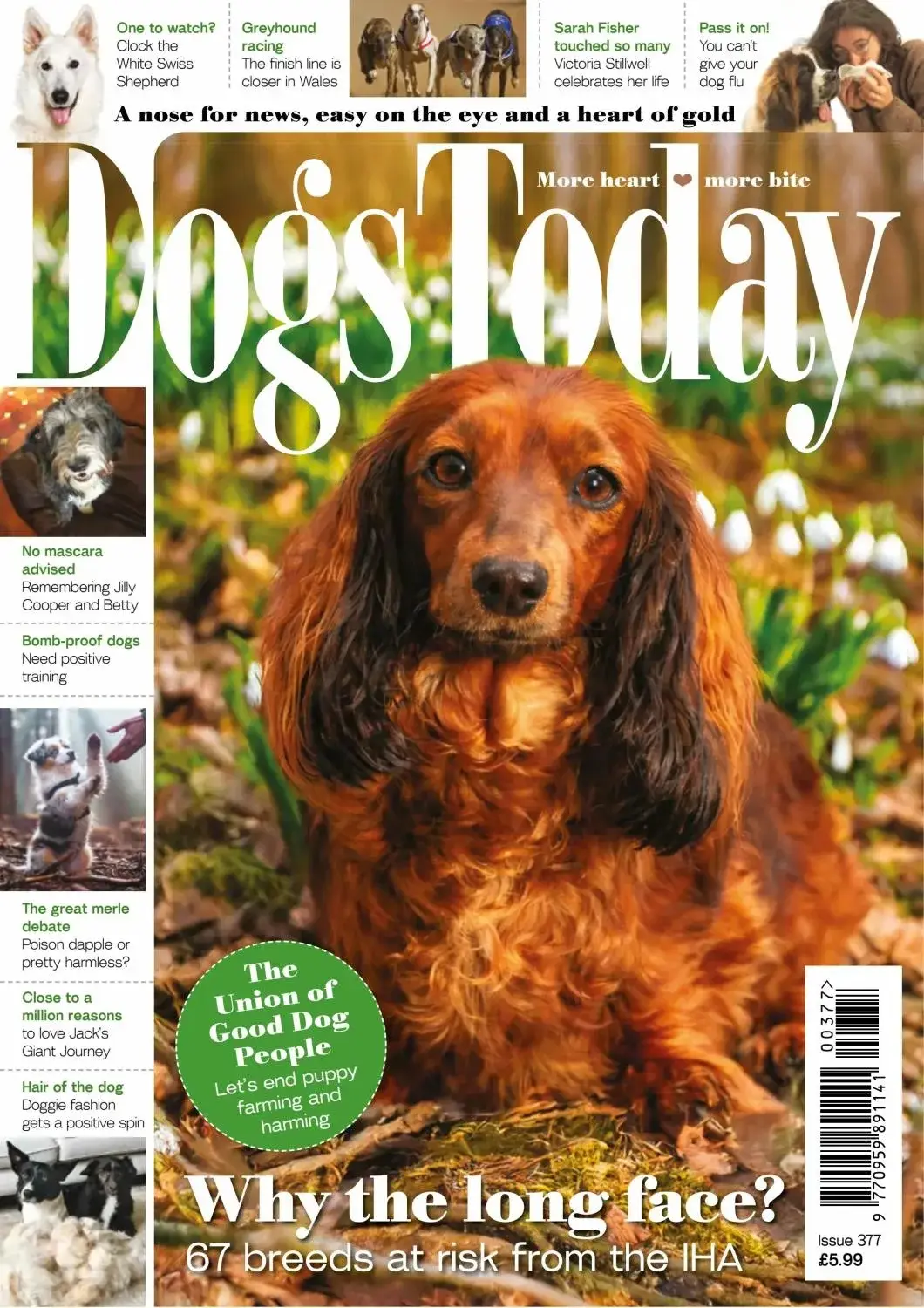 Dogs Today UK – Issue 377 2026